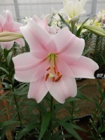 [5143 Mitsuyo 16 ST No01.JPG]